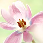 Syarat dan Prosedur Visa Bengkulu untuk Kunjungan Keluarga