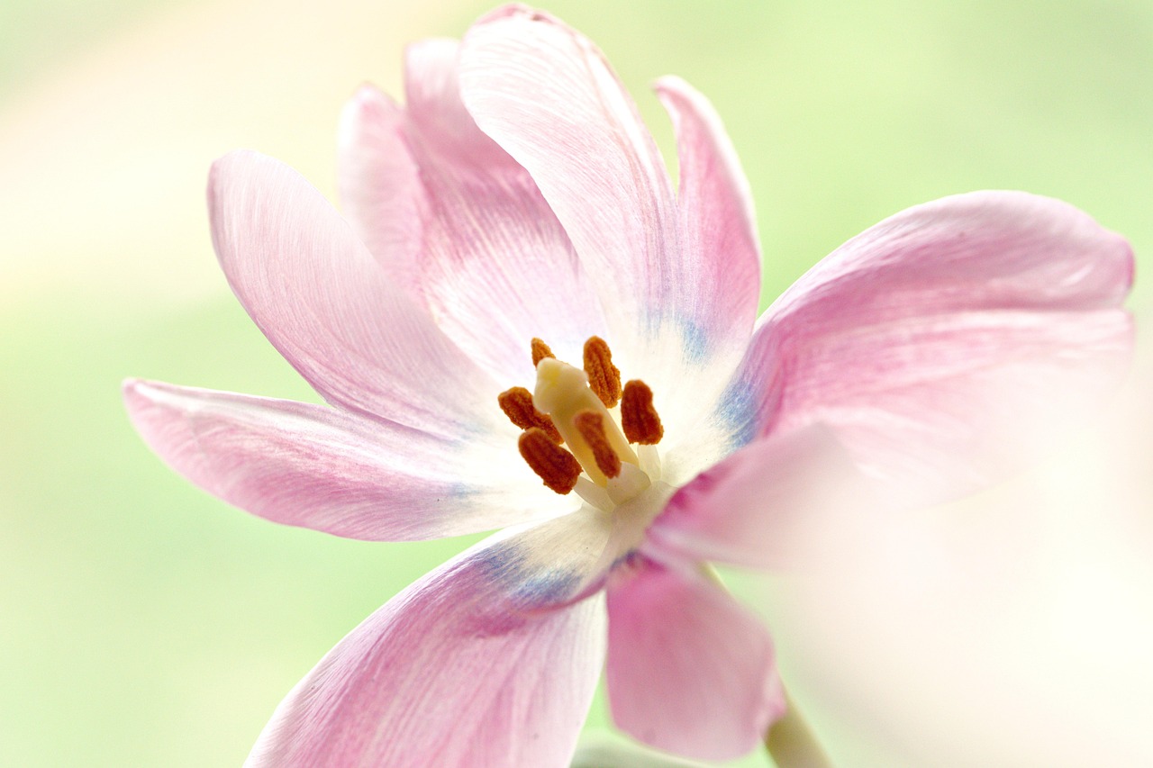 Syarat dan Prosedur Visa Bengkulu untuk Kunjungan Keluarga